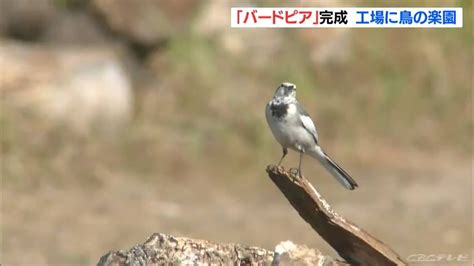 絶滅危惧種の野鳥の繁殖を目指して 工場の遊休地に「バードピア」が完成 愛知・半田市2022119 Youtube