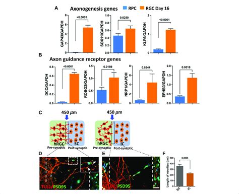 Target Recognition By Banked Hrpc Derived Rgcs Temporal Qpcr Analysis