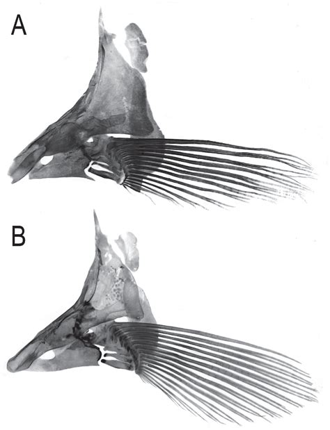 Figure 1 From A New Ectoparasitic Distichodontid Of The Genus