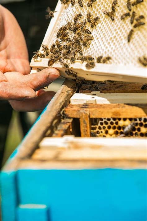 Beekeeper Taking Out Frame With Honeycomb Out Of A Beehive With Bare