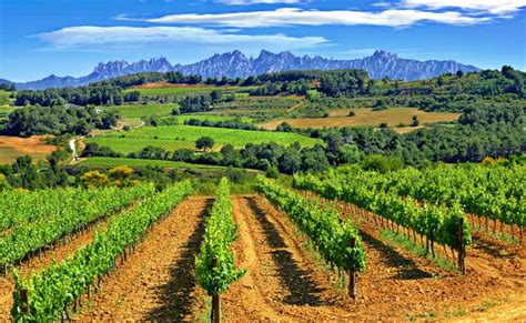 Barcelona Montserrtat Wanderung Und Weinkeller Tour Mit Verkostung