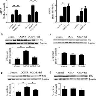 Salidroside Sal Prevents Increases In Adhesion Molecules Caused By