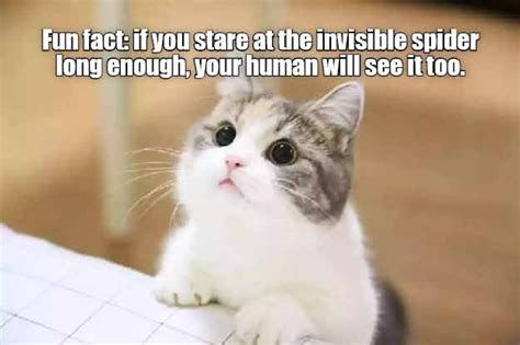 12 Hilarious Cat Memes To Make You Smile We Love Cats And Kittens