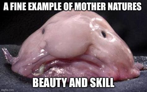 Blobfish Imgflip