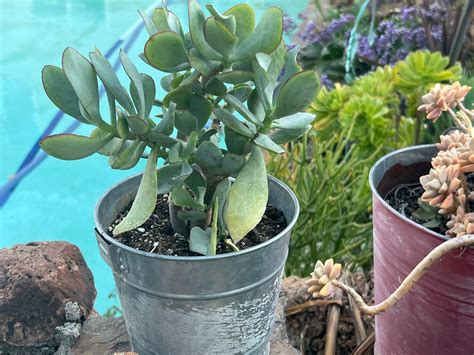 Home And Hobby Wave Leaf Jade Blue Bird Crassula Arborescens Undulatifolia Diy Succulent Diy Plant