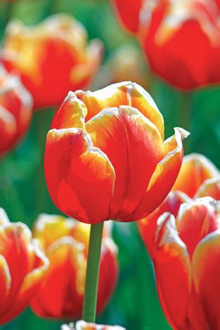 Tulpen Tasmania Blumenzwiebeln Und Herbstrhizome Tulpen Tulipa