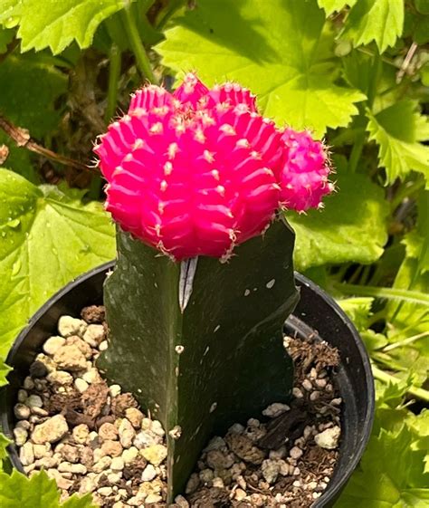 Moon Cactus The Vibrant Mutant Cactus