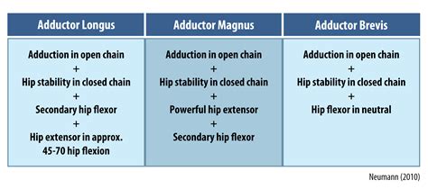 Treating Adductor Related Groin Pain. Not Just A Pain In The Hip ...