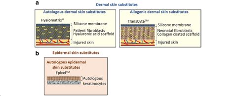 Schematic Representation Of A Dermal Skin Substitutes And B Epidermal