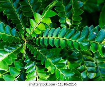 Summer Green Background Robinia Pseudoacacia Stock Photo 2018490437