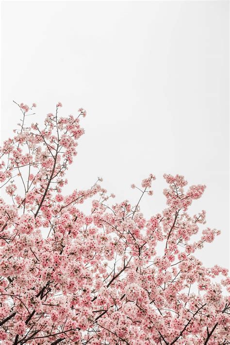 Download Beautiful Nature Cherry Blossoms Wallpaper | Wallpapers.com