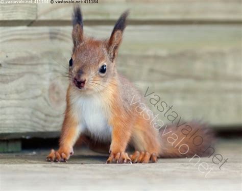 Kuva Orava Sciurus vulgaris orava poikanen nuori häntä viikset