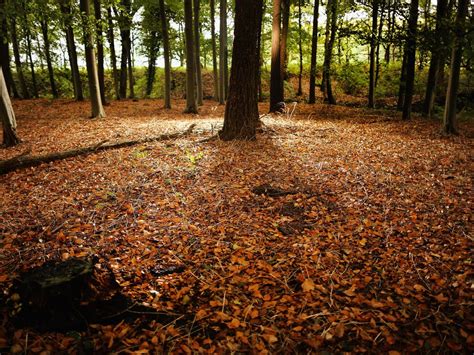 The Recent Winter Storms Caused The Greatest Loss Of Trees In A Generation Says The National