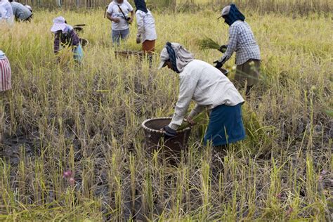 Harvesting Rice - PixaHive