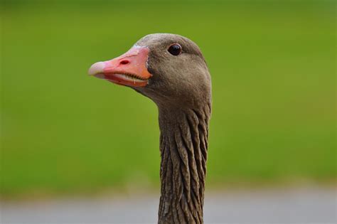 Bildet natur fugl dyr dyreliv nebb fjær fauna fjærdrakt