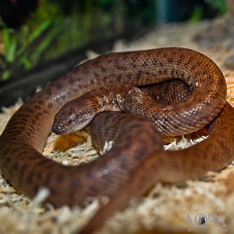 Female Anthill Pygmy Python Antaresia Perthensis Aqua Imports