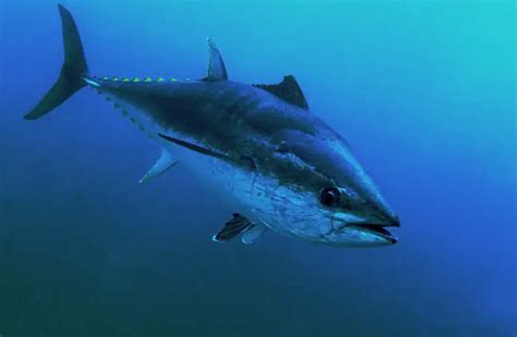 Bluefin Tuna - Description, Habitat, Image, Diet, and Interesting Facts