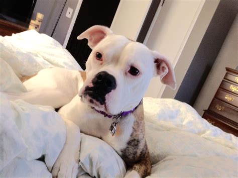 American Bulldog Rescue - 501C3 Not-for-Profit Dog Rescue Charity – Ellie Belly