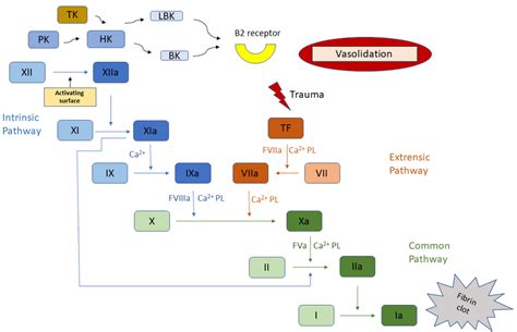 Blood Coagulation Cascade Roman Numerals Denote Individual Coagulation