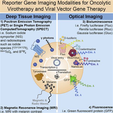 A Brief Review Of Reporter Gene Imaging In Oncolytic Virotherapy And