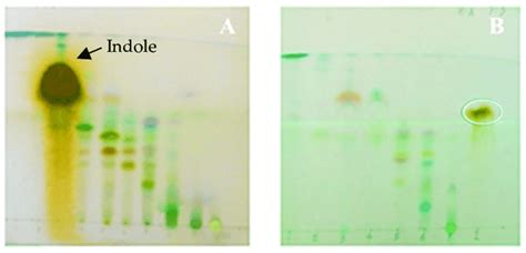 Thin Layer Chromatography Tlc Of Fractions With Mobile Phase