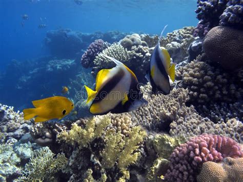 Pennant Coralfish, Longfin Bannerfish, Reef Bannerfish Stock Image ...