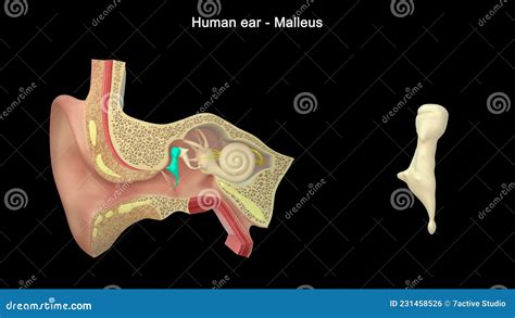 What Is The Main Function Of Malleus Stock Illustration Illustration