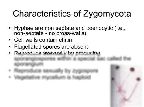 SOLUTION: Lecture 7 PHYLUM ZYGOMYCOTA - Studypool