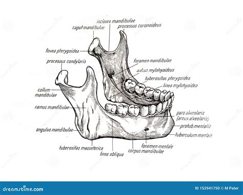 Dibujo Del Hueso Del Maxilar Inferior Y Sus Componentes Stock De