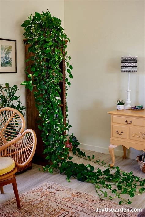 12 Amazing Golden Pothos Benefits You Should Consider Artofit