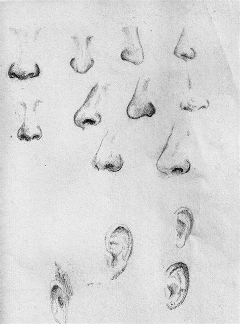 Noses Study By Bradlyvancamp On Deviantart