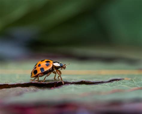 Black and Red Ladybug on Green Leaf · Free Stock Photo