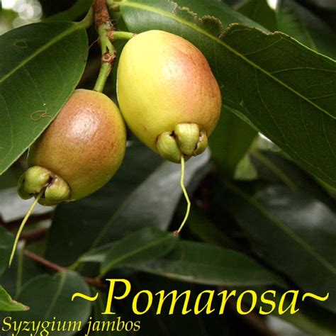 Polynesian Produce Stand Poma Rosa Sacred Fruit Tree Syzygium