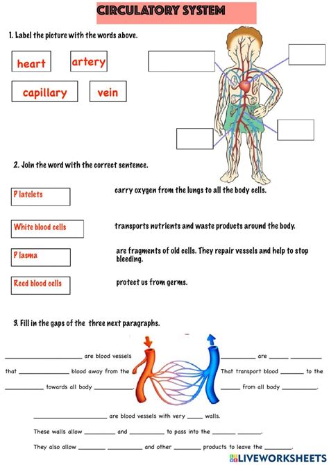 Circulatory System Online Pdf Exercise For Sexto De Primaria Online