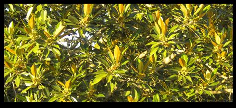Ficus rubiginosa f. rubiginosa - Botany Brisbane