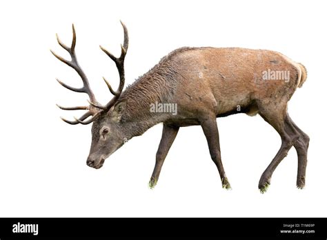 Deer Looking Down Hi Res Stock Photography And Images Alamy