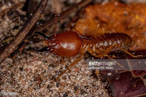 52 Soldier Termites Stock Photos High Res Pictures And Images Getty