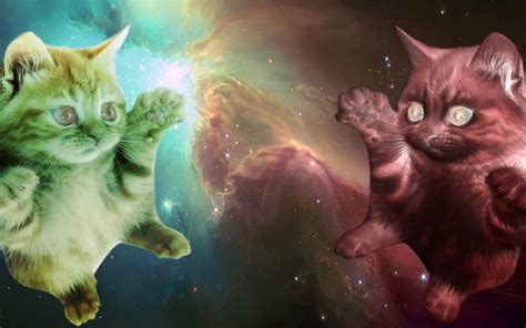 Cats in Space Wallpapers Top Những Hình Ảnh Đẹp