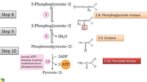 Glycolysis Diagram With Enzymes