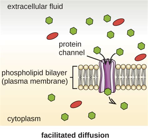 Difference Between Simple Diffusion and Facilitated Diffusion ...