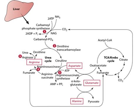 Interrelationships Of Amino Acids And The Urea And Tca Cycles In The Liver Diagram Quizlet