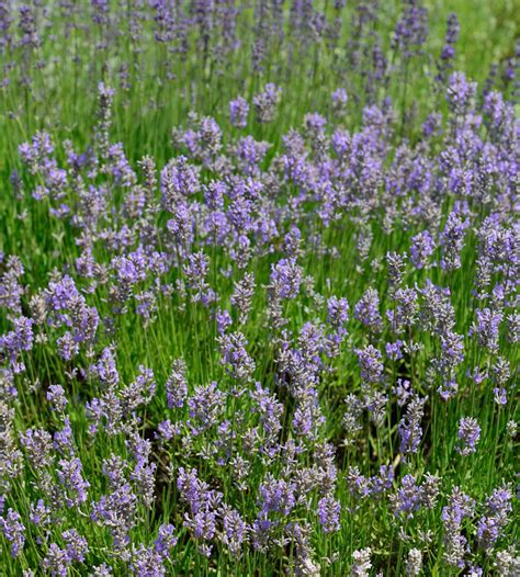 Lavendel Dutch Lavandula Intermedia Dutch