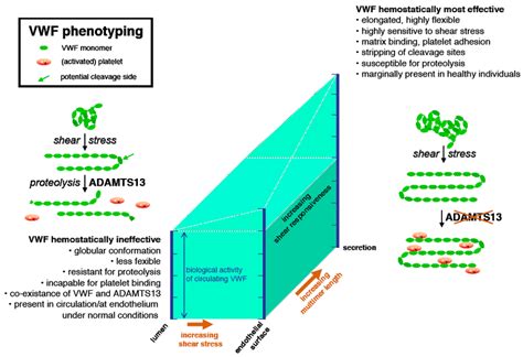 VWF Phenotyping And Interaction With Platelets In Plasma VWF Is