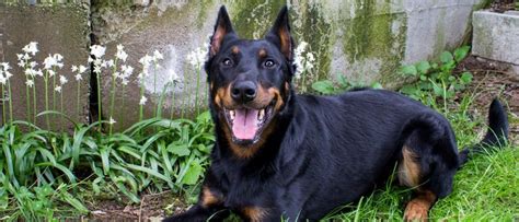 Beauceron - A-Z Animals