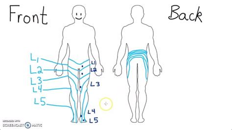 Dermatome Landmarks Lower Extremity Dermatomes Chart And Map