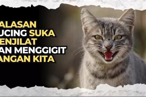 Suka Melihat Kucing Menjiat Dan Menggigit Inilah 5 Alasan Jelas Kenapa