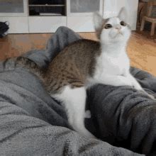 Cat Spaz Cat Spaz Crazy Discover Share Gifs