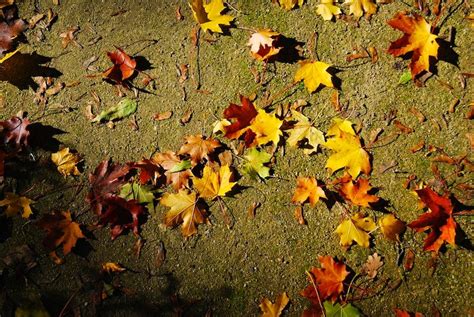 Fallen leaves Free Photo Download | FreeImages