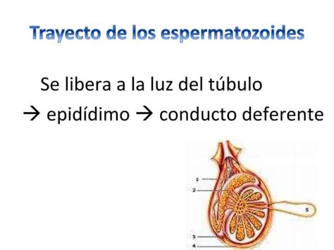 Eje hipotalamo hipófisis PPT