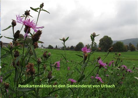 Postkartenaktion An Den Urbacher Gemeinderat Schraienwiese